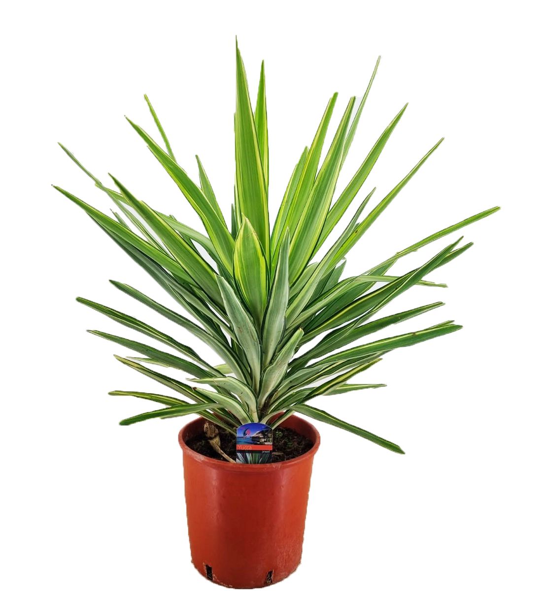 yucca-elephantipes-jewel-floraccess