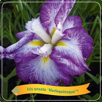 Iris ensata 'Harlequinesque'