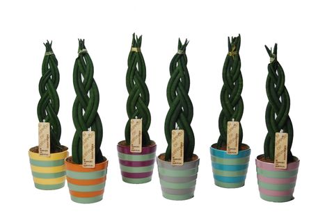 Sansevieria cylindrica