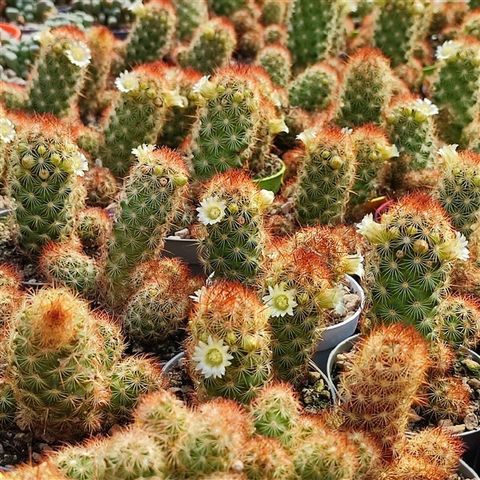 Mammillaria elongata 'Anguinea'