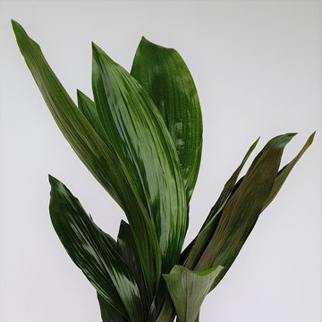 Aspidistra elatior