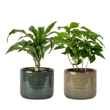 Plantas o interior MIX