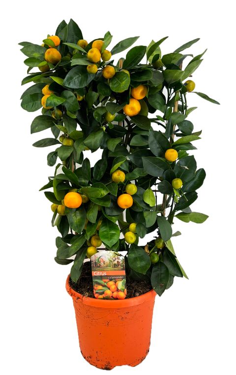 x Citrofortunella microcarpa