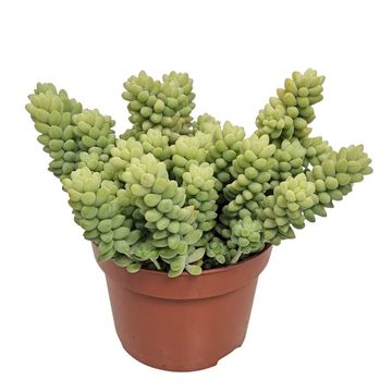 Sedum burrito