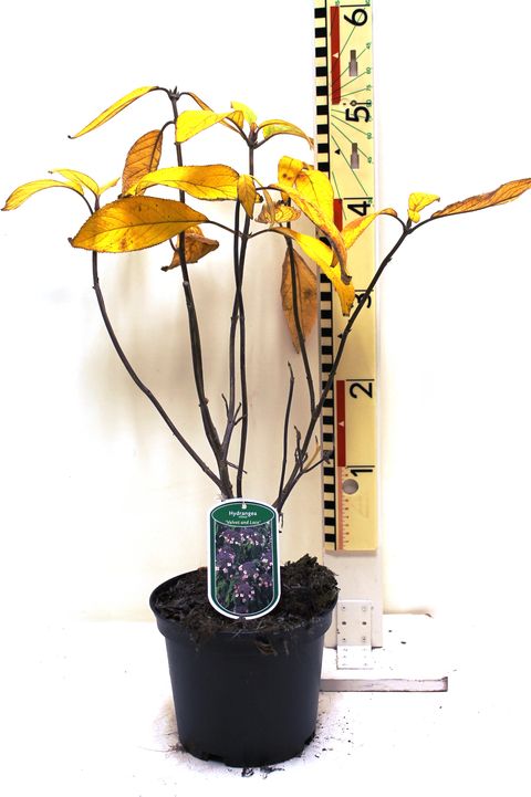 Hydrangea aspera 'Velvet Lace'