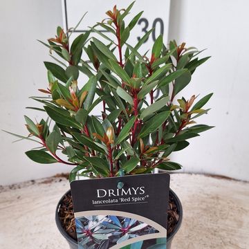 Drimys lanceolata 'Red Spice'