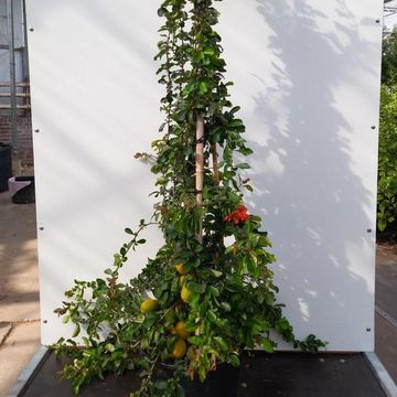 Chaenomeles japonica 'Cido Red'
