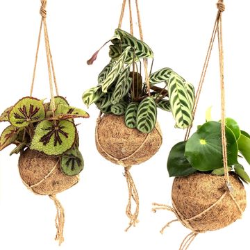 Houseplants MIX