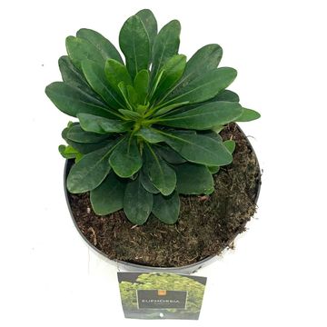 Euphorbia amygdaloides robbiae