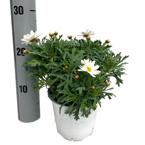 Argyranthemum frutescens