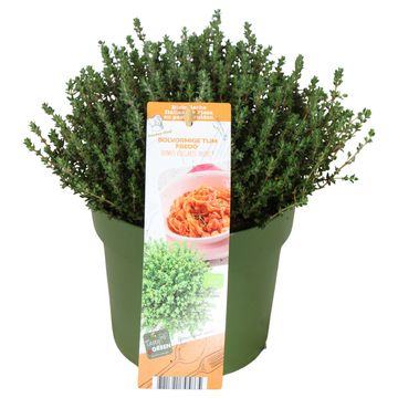 Thymus vulgaris 'Fredo'
