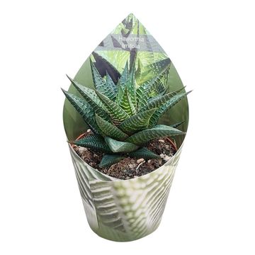 Haworthia limifolia