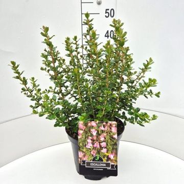 Escallonia 'Apple Blossom'