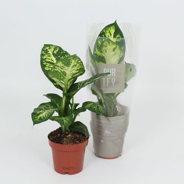 Dieffenbachia 'Sublime'