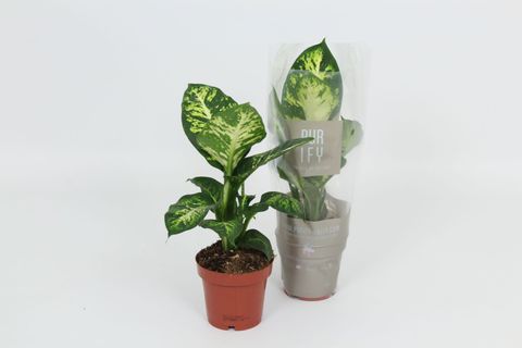 Dieffenbachia 'Sublime'
