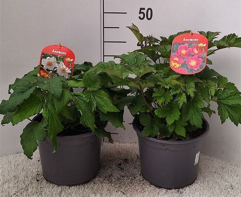 Anemone hupehensis japonica