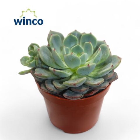 Echeveria 'Sitifukumiama'