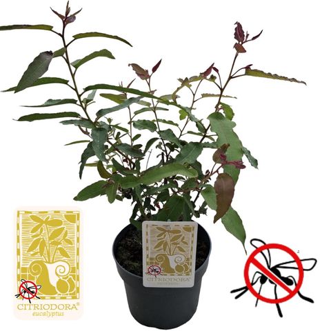 Eucalyptus citriodora