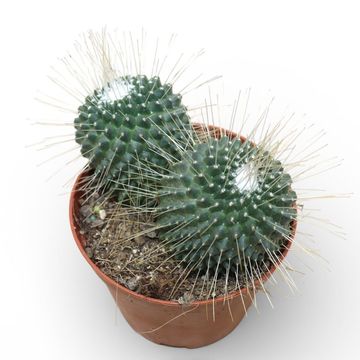 Mammillaria spinosissima 'Un Pico'