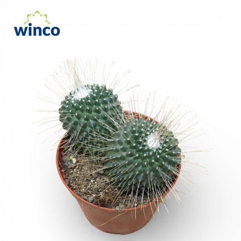 Mammillaria spinosissima 'Un Pico'