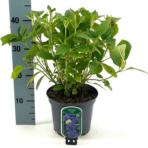 Hydrangea macrophylla 'Blauer Zwerg'