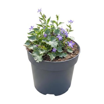 Campanula poscharskyana 'Stella'