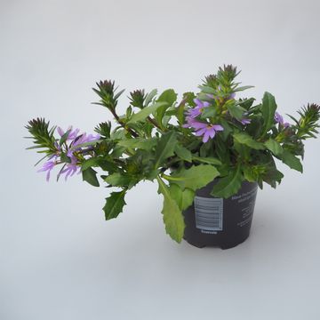 Scaevola saligna 'Blue Fan'
