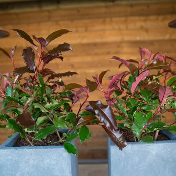 Photinia x fraseri MAGICAL VOLCANO