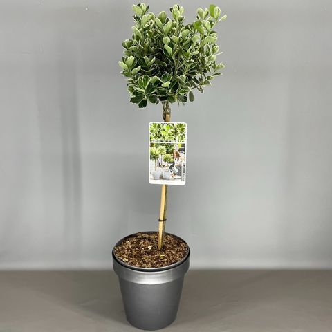 Euonymus japonicus 'Kathy'