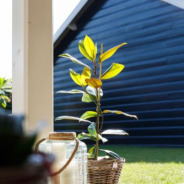 Magnolia grandiflora