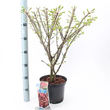 Euonymus alatus