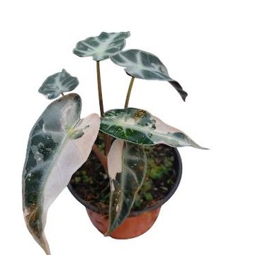 Alocasia 'Bambino Pink Variegata'