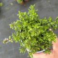 Thymus x citriodorus 'Archer's Gold'