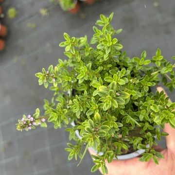 Thymus x citriodorus 'Archer's Gold'