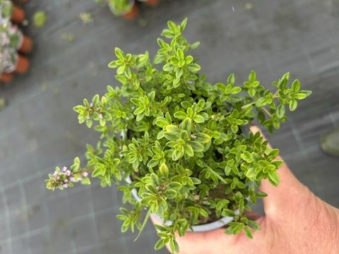 Thymus x citriodorus 'Archer's Gold'