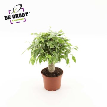 Ficus benjamina KINKY