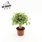 Ficus benjamina KINKY