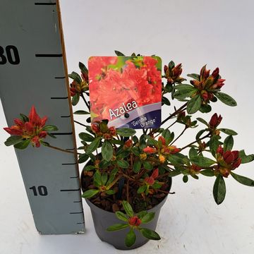 Rhododendron GEISHA ORANGE (AJ)