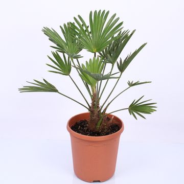 Trachycarpus wagnerianus
