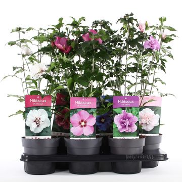 Hibiscus syriacus MIX