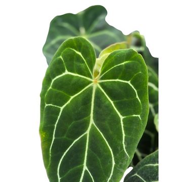 Anthurium 'Surprise Hybrid'
