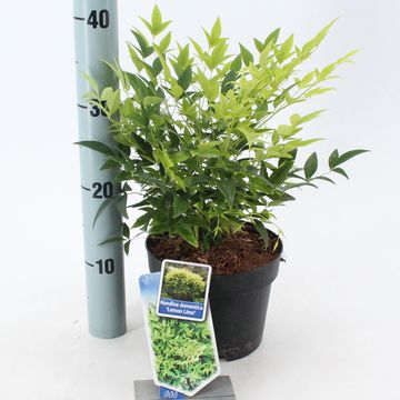 Nandina domestica MAGICAL LEMON & LIME