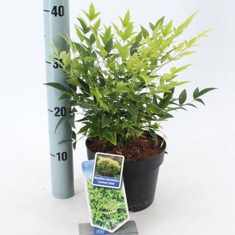 Nandina domestica MAGICAL LEMON & LIME