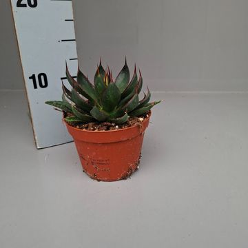 Agave x Mangave 'Praying Hands'