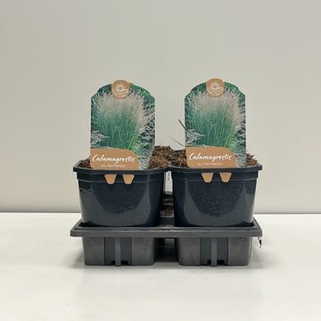 Calamagrostis x acutiflora 'Karl Foerster'