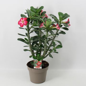 Adenium obesum 'Anouk'