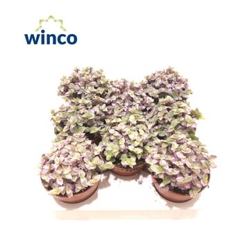 Tradescantia fluminensis