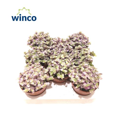 Tradescantia fluminensis