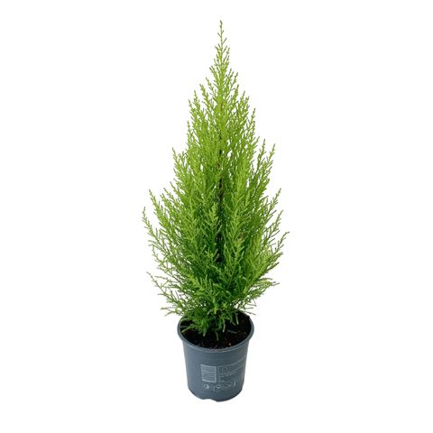 Cupressus macrocarpa 'ГолдКрест Вилма'