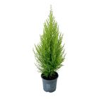 Cupressus macrocarpa 'Goldcrest Wilma'